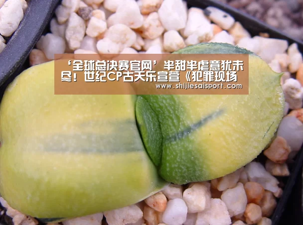 世界赛官网