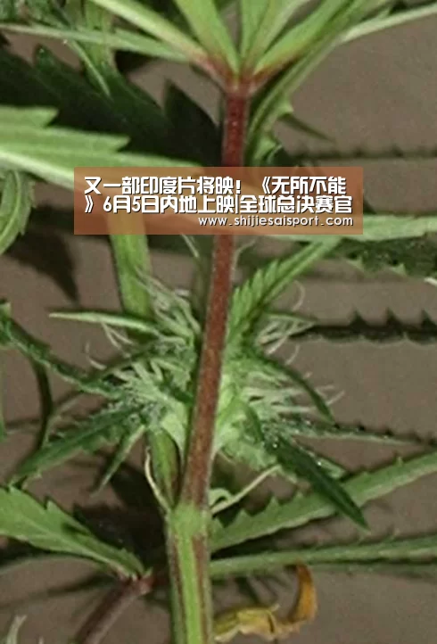 又一部印度片将映!《无所不能》6月5日内地上映|全球总决赛官网(图3) 世界赛官网